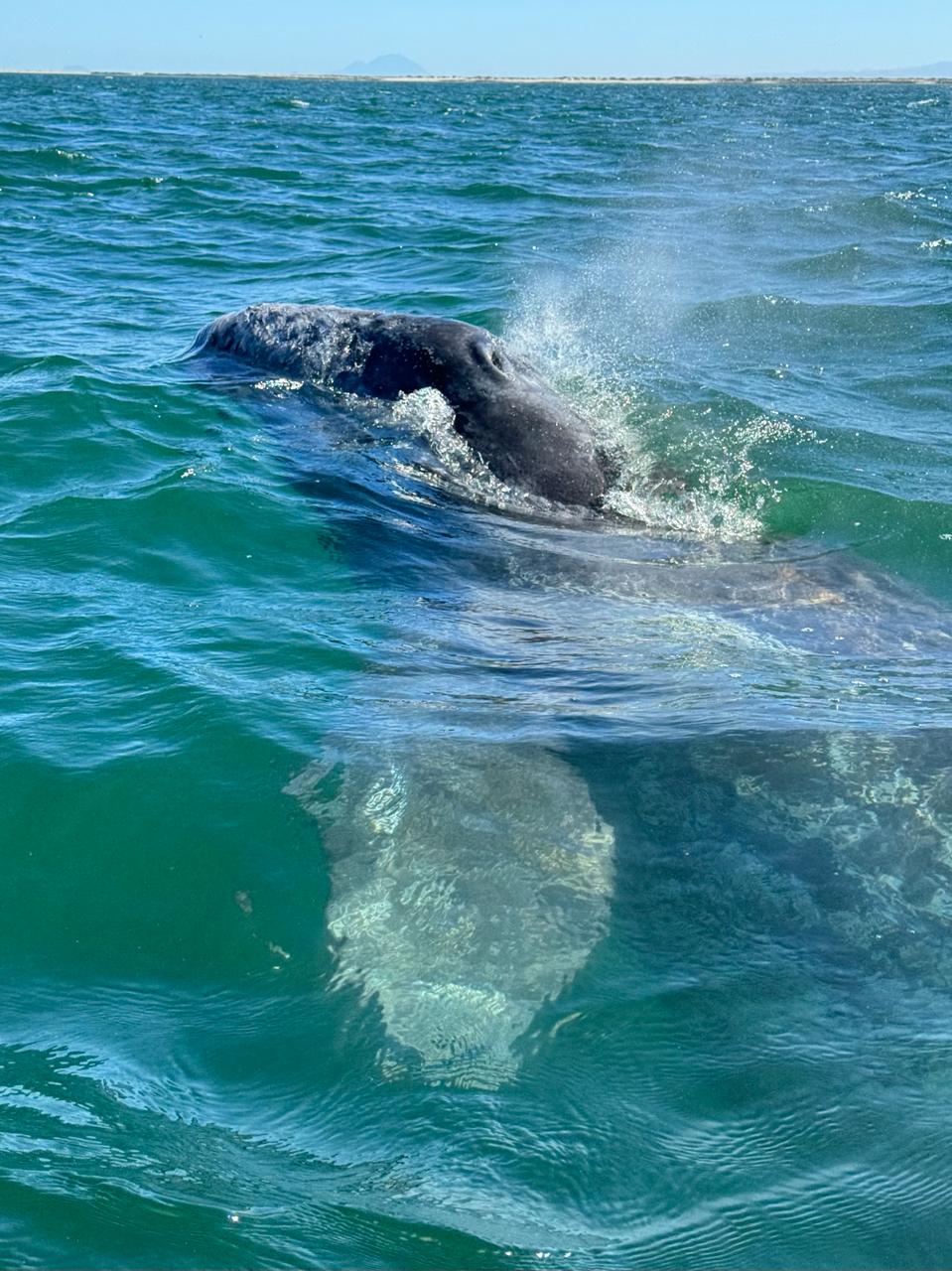 aqua map Baja California whale watching